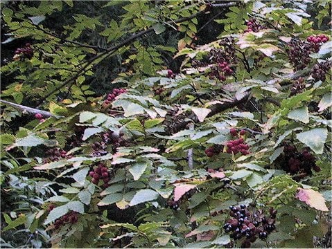 Zanthoxylum armatum var. subtrifoliatum