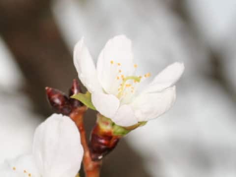 Prunus x parvifolia cv. Parvifolia
