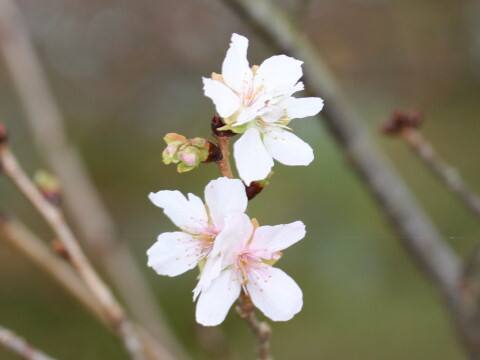 Prunus x parvifolia cv. Parvifolia