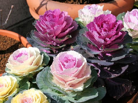 Brassica oleracea var. acephala