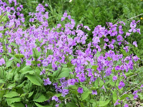 Orychophragmus violaceus