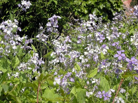 Orychophragmus violaceus
