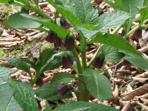 Scopolia japonica