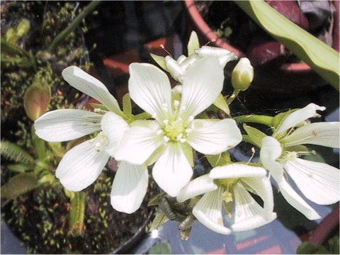 Dionaea muscipula