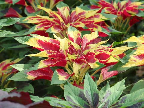 Amaranthus tricolor