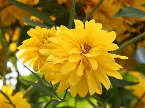 Rudbeckia laciniata var. hortensis cv. Golden Glow