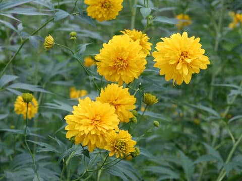 Rudbeckia laciniata var. hortensis cv. Golden Glow