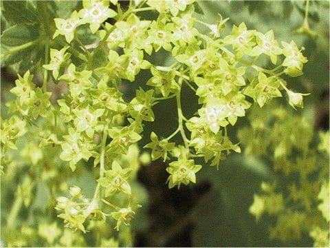 Alchemilla japonica