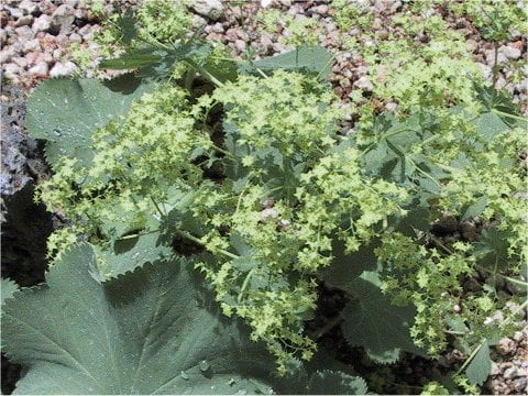 Alchemilla japonica