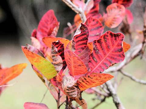 Cotinus coggygria