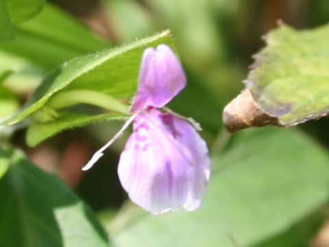 Peristrophe japonica