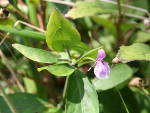 Peristrophe japonica