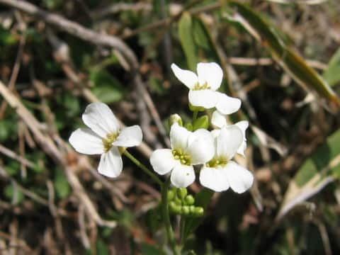 Arabis gemmifera