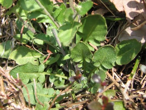Arabis gemmifera