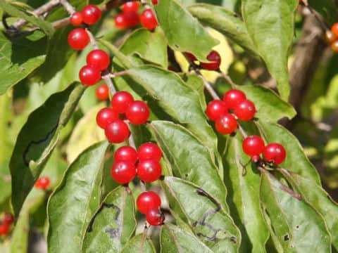 Lonicera maackii
