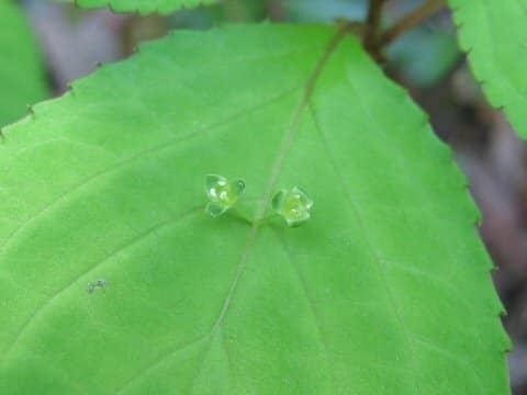 Helwingia japonica