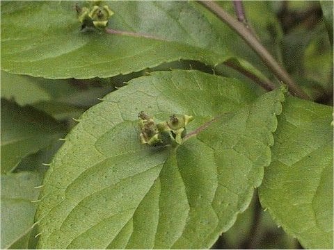 Helwingia japonica