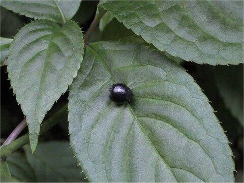 Helwingia japonica