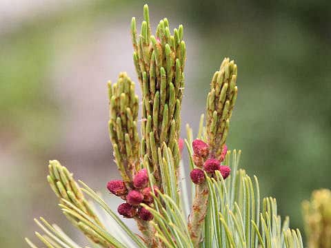 Pinus pumila