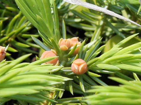 Juniperus conferta