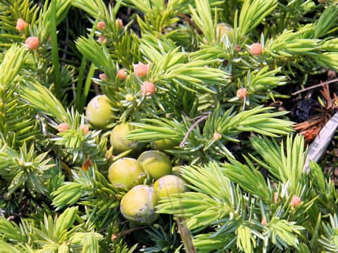 Juniperus conferta