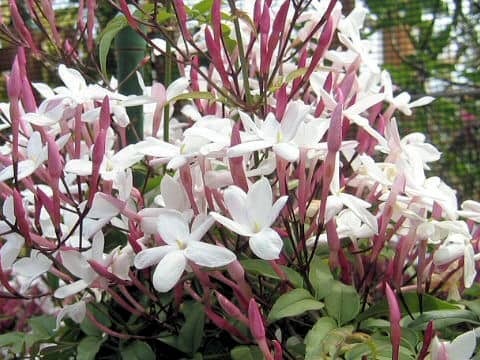 Jasminum polyanthum