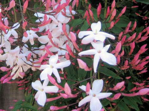 Jasminum polyanthum