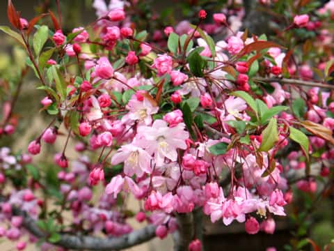 Malus halliana