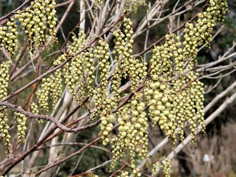 Stachyurus praecox var. matsuzakii
