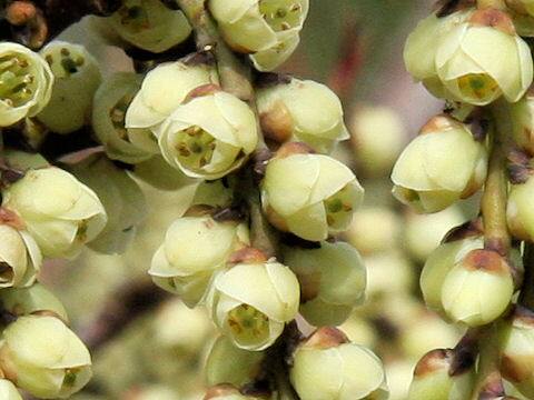 Stachyurus praecox var. matsuzakii