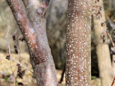 Stachyurus praecox var. matsuzakii