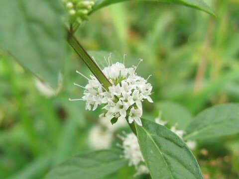 Mentha arvensis var. piperascens