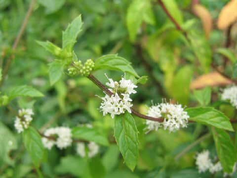 Mentha arvensis var. piperascens