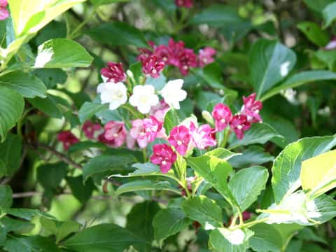 Weigela coraeensis