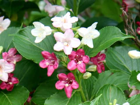 Weigela coraeensis
