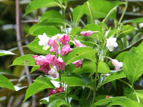 Weigela coraeensis