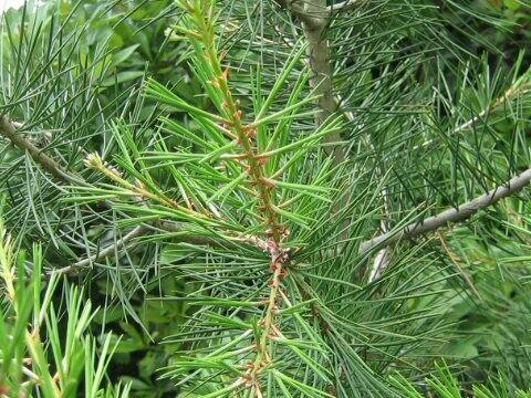 Pinus bungeana