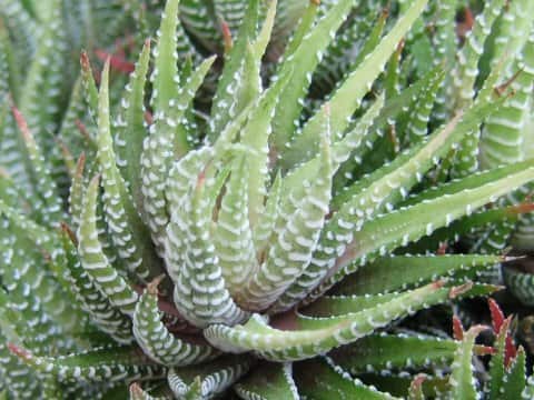 Haworthia fasciata