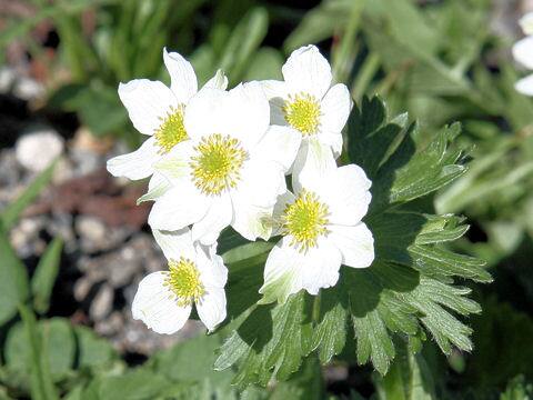 Anemone narcissiflora var. nipponica