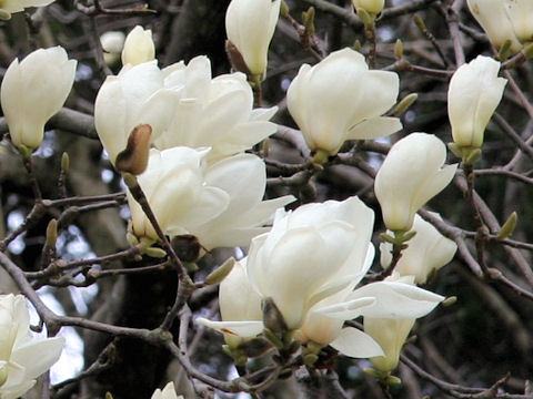 Magnolia heptapera