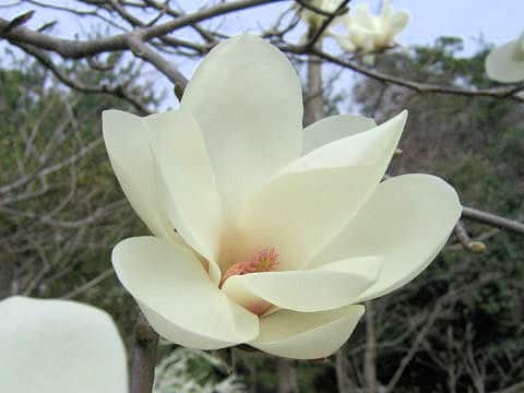 Magnolia heptapera