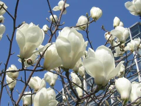 Magnolia heptapera