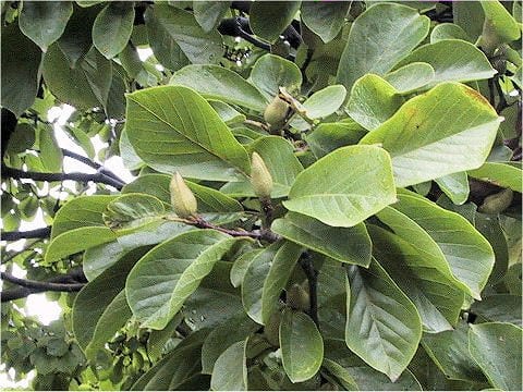 Magnolia heptapera