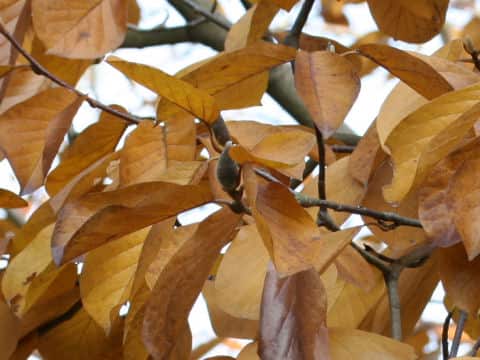 Magnolia heptapera