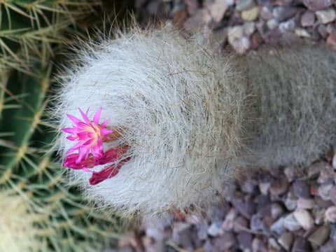 Neoporteria gerocephala