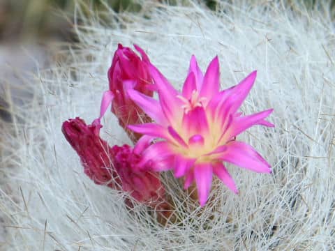 Neoporteria gerocephala