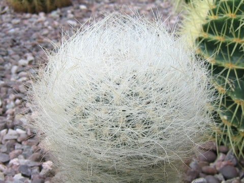 Neoporteria gerocephala