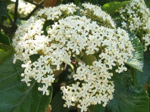 Viburnum japonicum