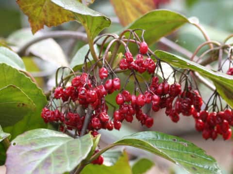 Viburnum japonicum