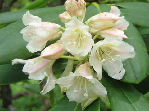 Rhododendron brachycarpum